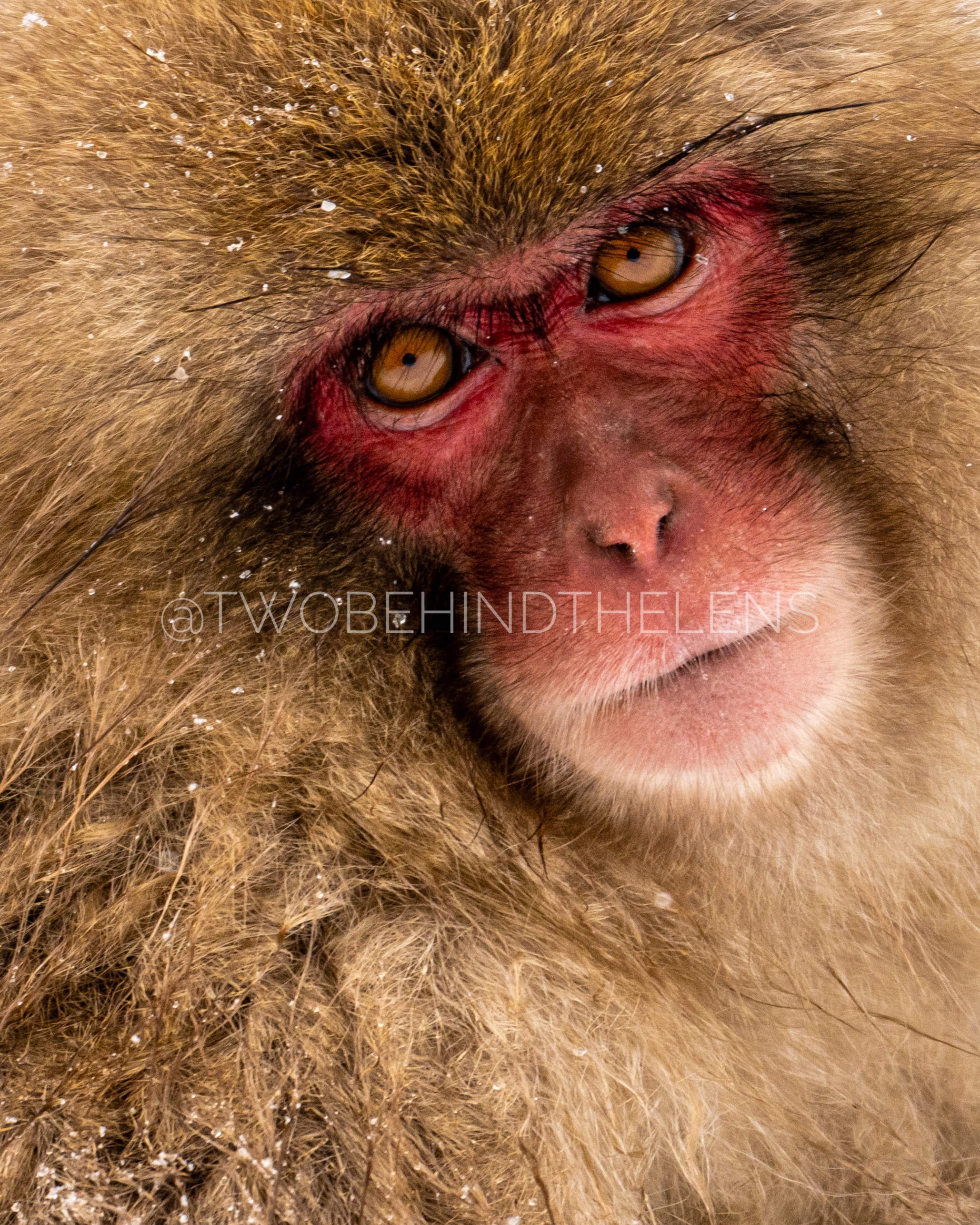 Wildlife Print 3
